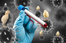 Madárinfluenza – Lakossági tájékoztató