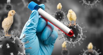 Madárinfluenza – Lakossági tájékoztató