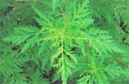 Tájékoztató parlagfű elleni védekezéssel kapcsolatban