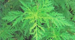 Tájékoztató parlagfű elleni védekezéssel kapcsolatban