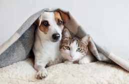 Felelős állattartás elősegítése