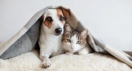 Felelős állattartás elősegítése