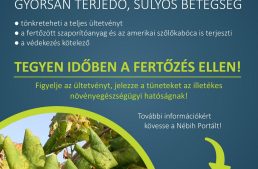 Tájékoztató a szőlő aranyszínű sárgaság betegségről